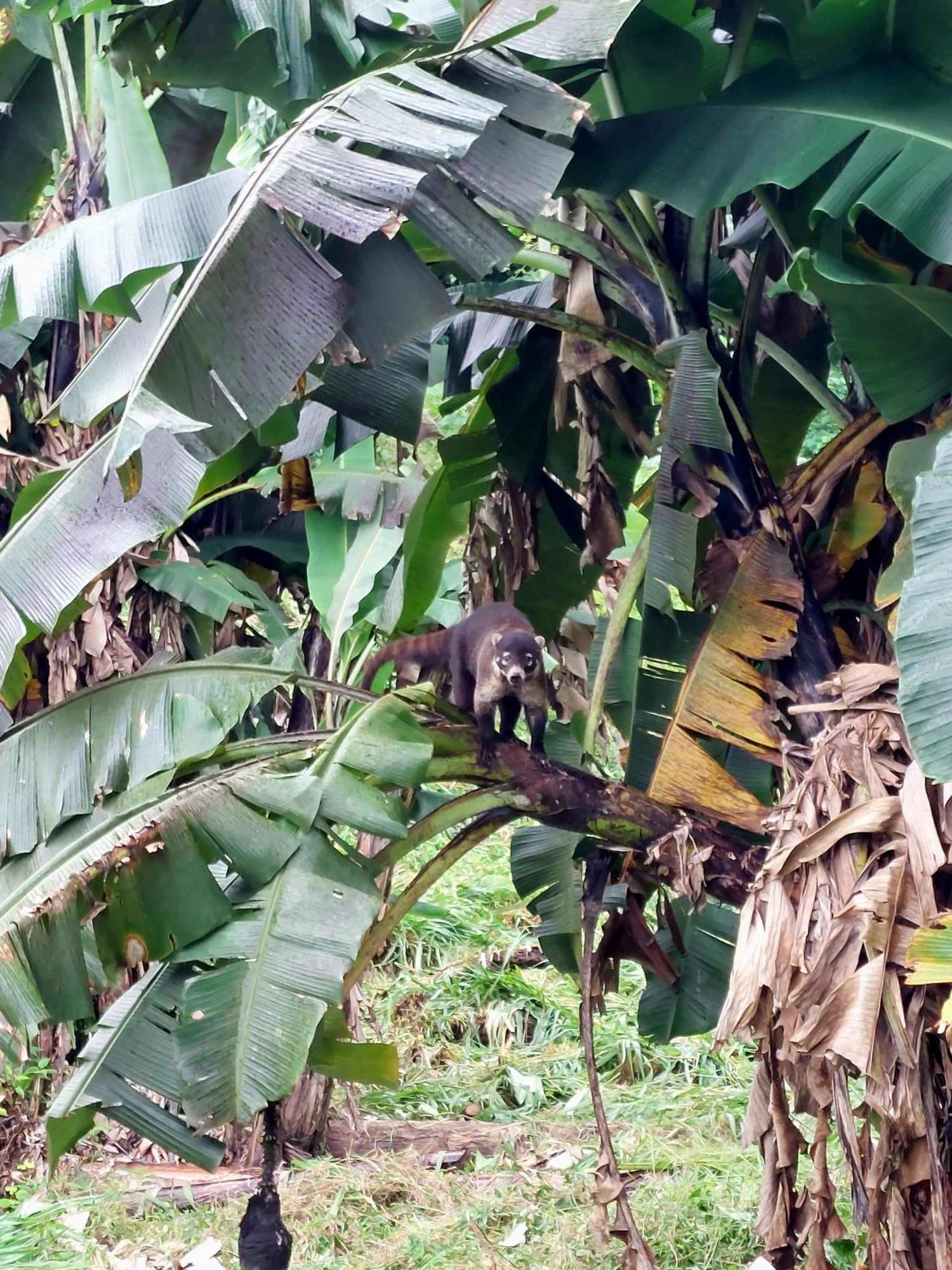 Rustico Villa Arenal La Fortuna Dış mekan fotoğraf