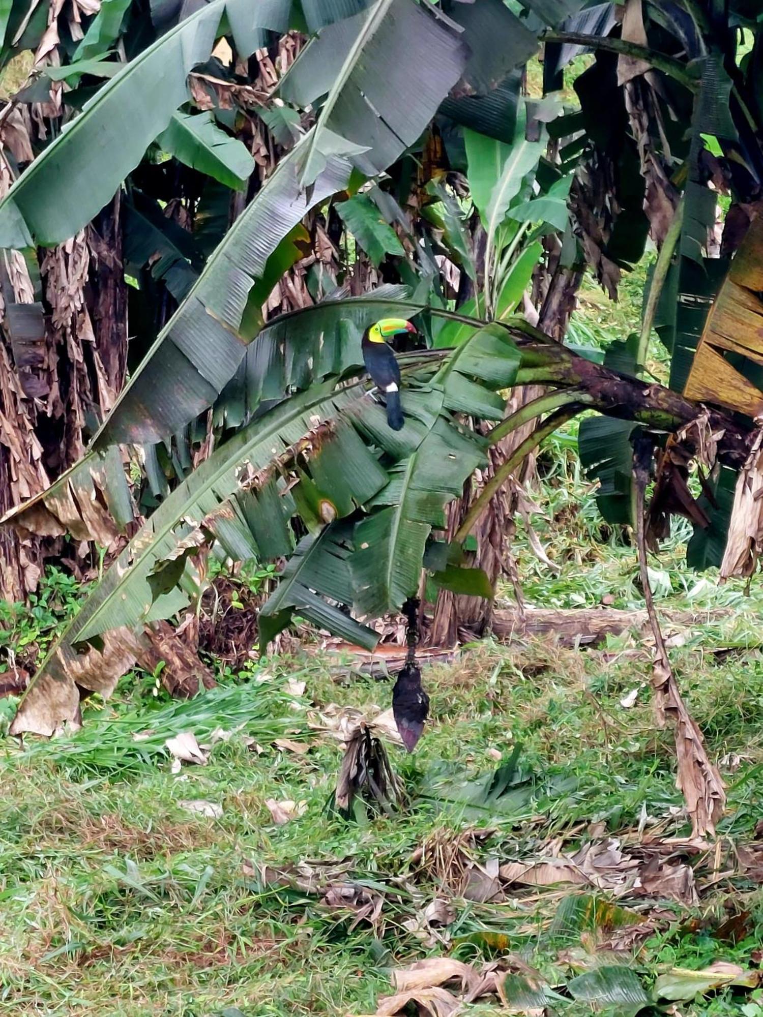 Rustico Villa Arenal La Fortuna Dış mekan fotoğraf